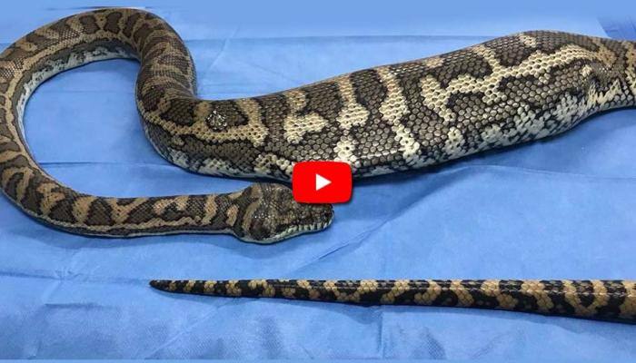 Video: ராட்சத மலைப்பாம்பின் வயிற்றில் மனிதரின் காலணி! Video: ராட்சத மலைப்பாம்பின் வயிற்றில் மனிதரின் காலணி!