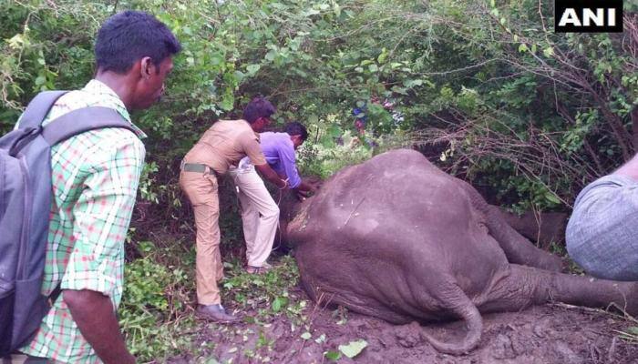 நாட்டு வெடிகுண்டில் சிக்கிய கோவை யானை; காயங்களுடன் மீட்பு! நாட்டு வெடிகுண்டில் சிக்கிய கோவை யானை; காயங்களுடன் மீட்பு!
