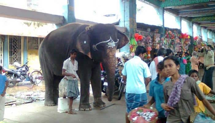 திருச்சி சமயபுரம் கோவில் யானை தாக்கி; பாகன் பரிதாப பலி!