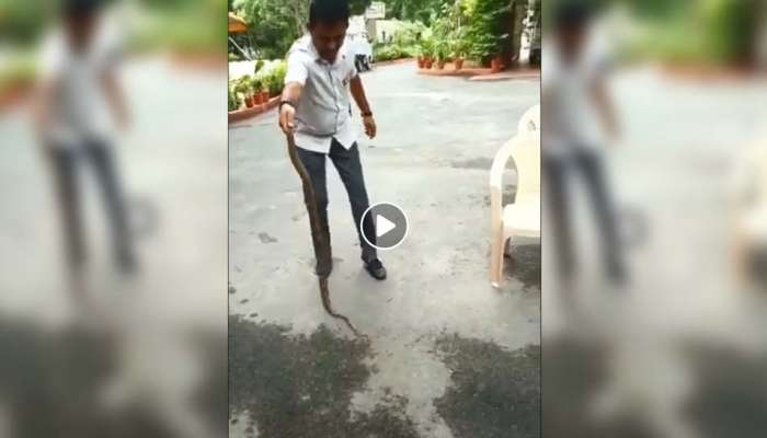 Video: வெறும் கையால் விஷப் பாம்பினை பிடித்து அசத்திய MLA! Video: வெறும் கையால் விஷப் பாம்பினை பிடித்து அசத்திய MLA!