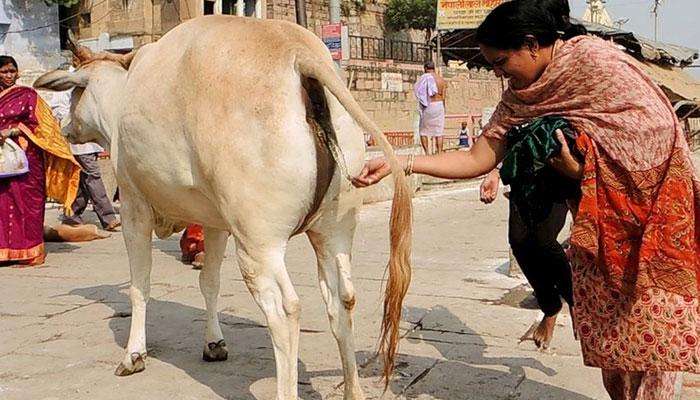 மல மலவென உயரும் கோமியத்தின் விலை; அதிர்ச்சியில் பொதுமக்கள்! மல மலவென உயரும் கோமியத்தின் விலை; அதிர்ச்சியில் பொதுமக்கள்!