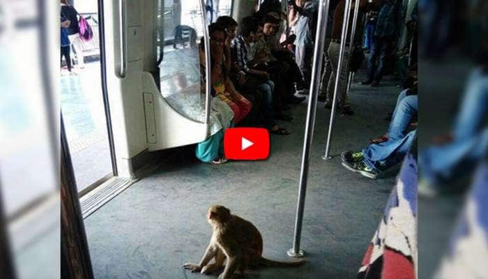 Video: டெல்லி மெட்ரோவில் ஒய்யாரமாக பயணம் செய்யும் குரங்கு!