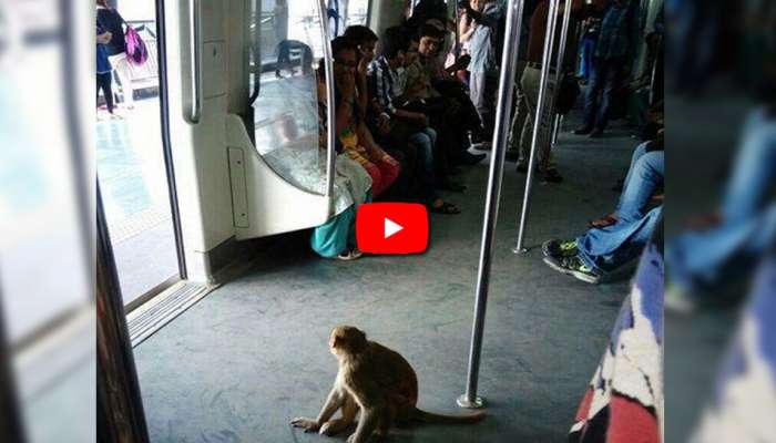 Video: டெல்லி மெட்ரோவில் ஒய்யாரமாக பயணம் செய்யும் குரங்கு! Video: டெல்லி மெட்ரோவில் ஒய்யாரமாக பயணம் செய்யும் குரங்கு!