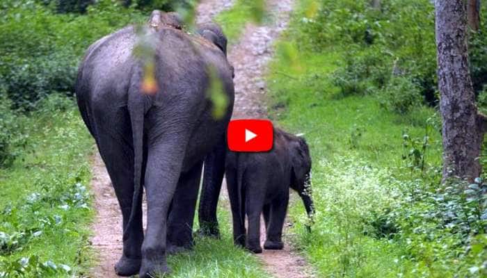 Video: கோவை மாநகரில் ஹாயாக உலா வரும் யானைகள்! Video: கோவை மாநகரில் ஹாயாக உலா வரும் யானைகள்!