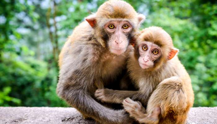 ஆக்ராவில் பெண் ஒருவரை குரங்கு கடித்து கொன்ற கொடூரம்.... ஆக்ராவில் பெண் ஒருவரை குரங்கு கடித்து கொன்ற கொடூரம்....