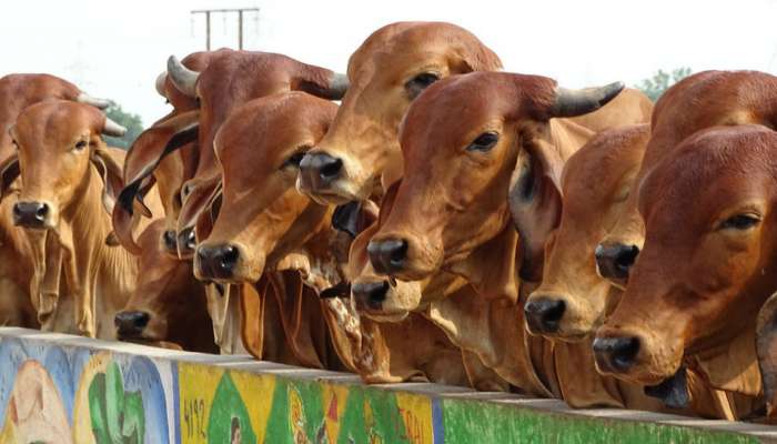 வழி தவறிய பசுக்களை பாதுகாக்க தனி குழு அமைக்க UP CM அறிவுரை.... வழி தவறிய பசுக்களை பாதுகாக்க தனி குழு அமைக்க UP CM அறிவுரை....