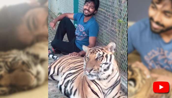 புலி குட்டியுடன் கொஞ்சி விளையாடும் GV, வைரலாகும் Video! புலி குட்டியுடன் கொஞ்சி விளையாடும் GV, வைரலாகும் Video!