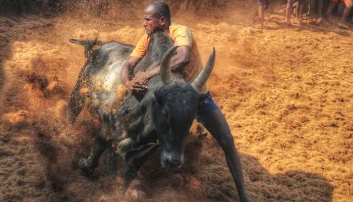 கோலாகலமாய் துவங்கியது மதுரை அவனியாபுரம் ஜல்லிக்கட்டு..... கோலாகலமாய் துவங்கியது மதுரை அவனியாபுரம் ஜல்லிக்கட்டு.....