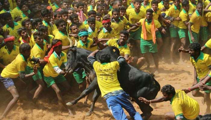 எவ்வித அசம்பாவிதமும் இன்றி நடந்து முடிந்தது அவனியாபுரம் ஜல்லிக்கட்டு...... எவ்வித அசம்பாவிதமும் இன்றி நடந்து முடிந்தது அவனியாபுரம் ஜல்லிக்கட்டு......