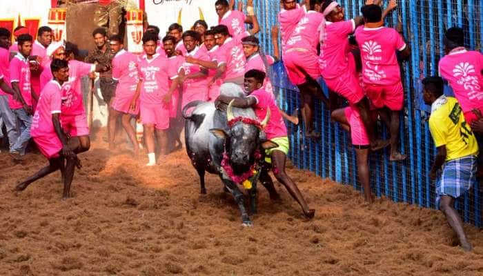 பிரசித்திப்பெற்ற மதுரை பாலமேடு ஜல்லிக்கட்டு தொடங்கியது..... பிரசித்திப்பெற்ற மதுரை பாலமேடு ஜல்லிக்கட்டு தொடங்கியது.....