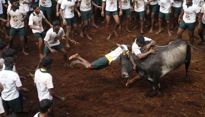 உலக சாதனைக்கான விராலிமலை ஜல்லிக்கட்டு துவங்கியது!