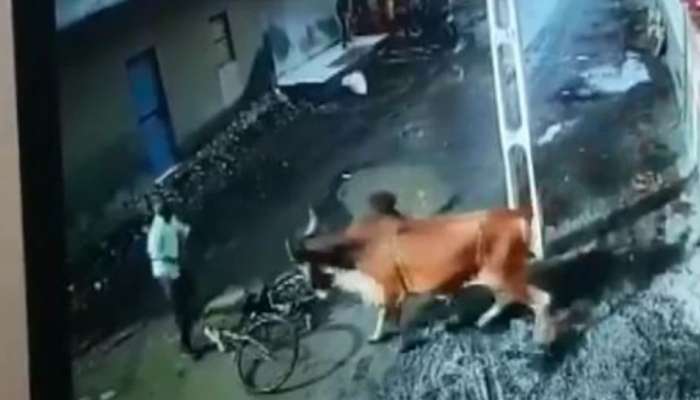 Watch: தெருவில் வருபவர்களை எல்லாம் தாறுமாறாக முட்டும் காளை! Watch: தெருவில் வருபவர்களை எல்லாம் தாறுமாறாக முட்டும் காளை!