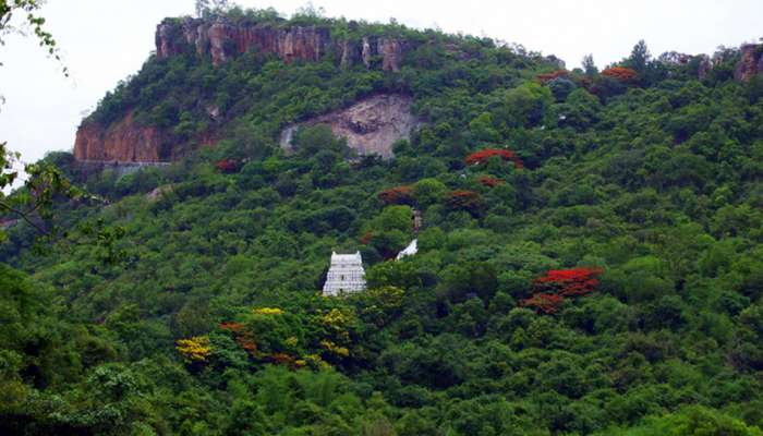 மாலை 6 மணிக்குமேல் திருப்பதி மலைப்பாதையில் செல்ல தடை? மாலை 6 மணிக்குமேல் திருப்பதி மலைப்பாதையில் செல்ல தடை?