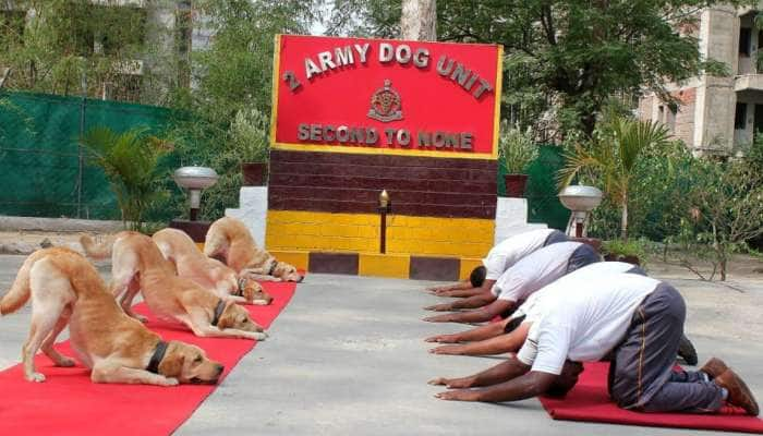 சர்வதேச யோகா தினம்... பாதுகாப்பு வீரர்களுடன் யோகா செய்த மோப்ப நாய்கள்!  