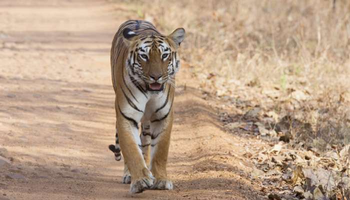 இந்தியாவில் உள்ள புலிகளில் எண்ணிக்கை கனிமசமாக உயர்வு! இந்தியாவில் உள்ள புலிகளில் எண்ணிக்கை கனிமசமாக உயர்வு!