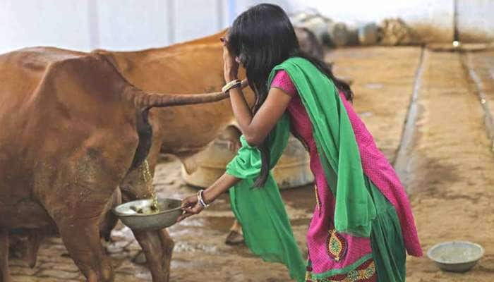 பசு மாட்டின் கோமியத்தில் புற்றுநோய் சிகிச்சைக்கான மருந்து உள்ளது: அஷ்வினி குமார்!