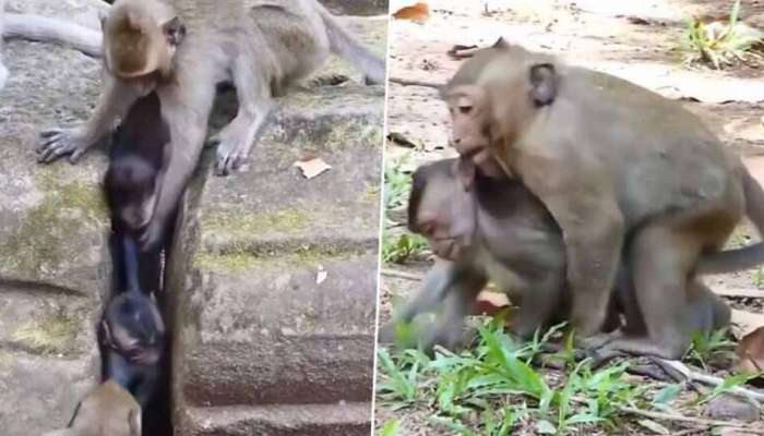உயிருக்கு போராடும் தனது குட்டியை காப்பாற்ற பரிதவிக்கும் தாய் குரங்கு! உயிருக்கு போராடும் தனது குட்டியை காப்பாற்ற பரிதவிக்கும் தாய் குரங்கு!