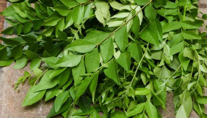 முடி உதிர்வதை தடுக்கும் கறிவேப்பிலை; எப்படி பயன்படுத்துவது! முடி உதிர்வதை தடுக்கும் கறிவேப்பிலை; எப்படி பயன்படுத்துவது!