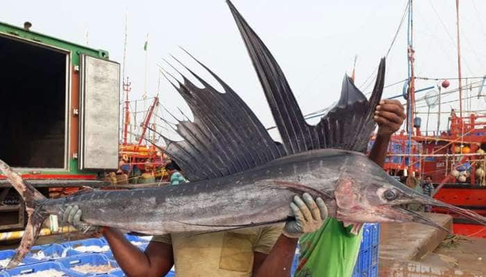 மீனவருக்கு ஜாக்பாட்!!! ஒரு கிலோ ரூ.10,000 என 2 லட்சத்துக்கு விலை போன மயூரா மீன் title=