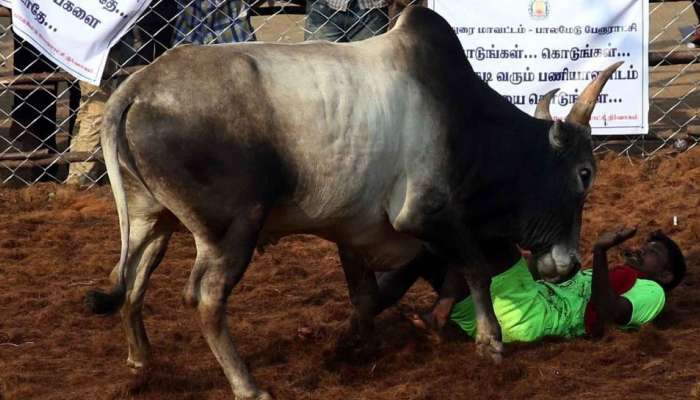 21 வயதிற்கு குறைவானவர்கள் ஜல்லிக்கட்டு போட்டியில் பங்கேற்க முடியாது. 21 வயதிற்கு குறைவானவர்கள் ஜல்லிக்கட்டு போட்டியில் பங்கேற்க முடியாது.