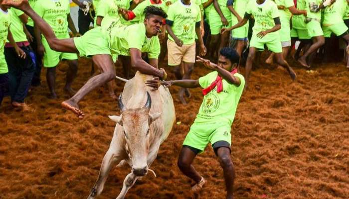 வீர விளையாட்டான ஜல்லிக்கட்டு போட்டியில் 2 பேர் பலி; 30 பேர் படுகாயம் வீர விளையாட்டான ஜல்லிக்கட்டு போட்டியில் 2 பேர் பலி; 30 பேர் படுகாயம்