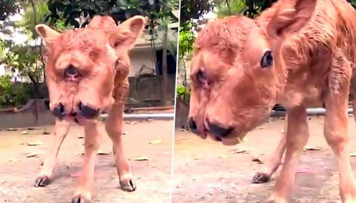SeePics : நான்கு கண்கள், இரண்டு வாய்கள் கொண்ட அதிசய கன்று... SeePics : நான்கு கண்கள், இரண்டு வாய்கள் கொண்ட அதிசய கன்று...