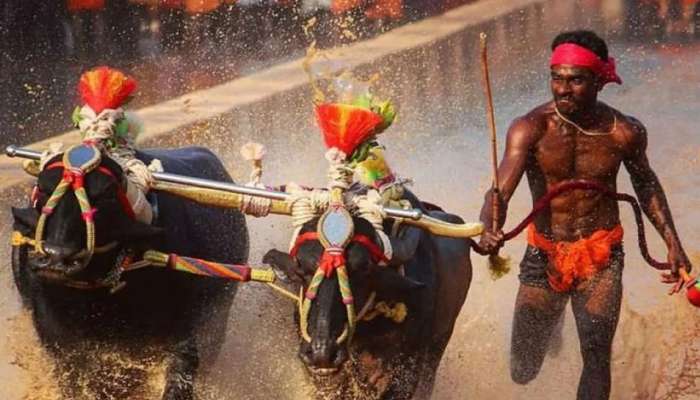 உசேன் போல்ட்டுடன் ஒப்பிடப்படும் சீனிவாச கவுடா... யார் இந்த நபர்... உசேன் போல்ட்டுடன் ஒப்பிடப்படும் சீனிவாச கவுடா... யார் இந்த நபர்...
