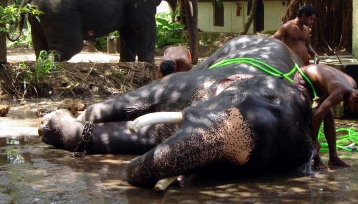 கேரளாவின் மிக பிரபலமான பத்மநாபன் யானை 84-வயதில் பலியானது! கேரளாவின் மிக பிரபலமான பத்மநாபன் யானை 84-வயதில் பலியானது!