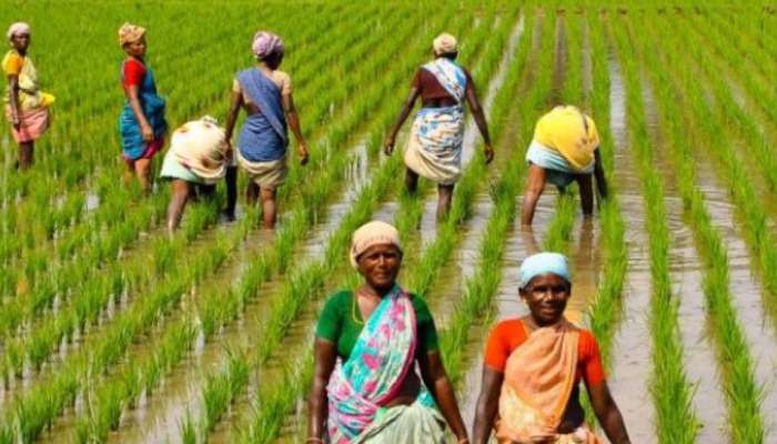 விவசாயிகளுக்கு ஒரு நற்செய்தி...! பயிர் கடன்களை தள்ளுபடி செய்ய அரசு முடிவு! விவசாயிகளுக்கு ஒரு நற்செய்தி...! பயிர் கடன்களை தள்ளுபடி செய்ய அரசு முடிவு!