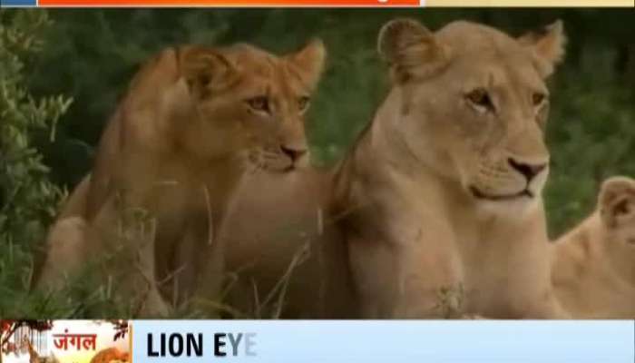Jungle Stories: Lion Pride Out On Hunt....Eagle Delivers Deadly Blow...!!