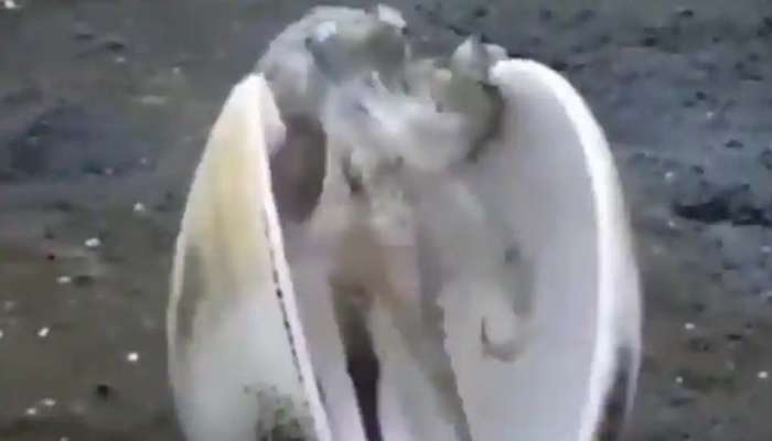 Watch: சமூக விலகளின் முக்கியதுவத்தை புரிந்து கொண்ட ஆக்டோபஸ்...! Watch: சமூக விலகளின் முக்கியதுவத்தை புரிந்து கொண்ட ஆக்டோபஸ்...!
