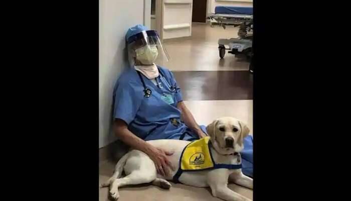 அவசர சிகிச்சை பிரிவில் நோயாளிகளுக்கு ஆறுதல் அளிக்கும் நாய்..! அவசர சிகிச்சை பிரிவில் நோயாளிகளுக்கு ஆறுதல் அளிக்கும் நாய்..!