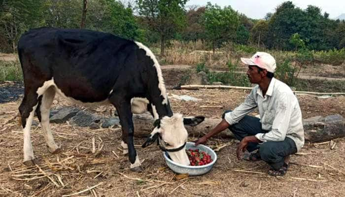 கால்நடைகளுக்கு விளைச்சல் பயிர்களை உணவாக அளிக்கும் விவசாயிகள்... title=