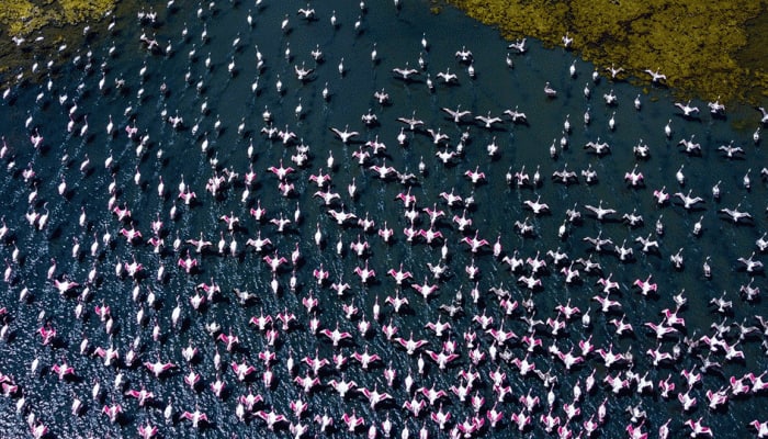 எங்களுக்கு கட்டுப்பாடு கிடையாது... ஈரான் நாட்டிலிருந்து நவி மும்பைக்கு பறந்து வந்த “Flamingo”