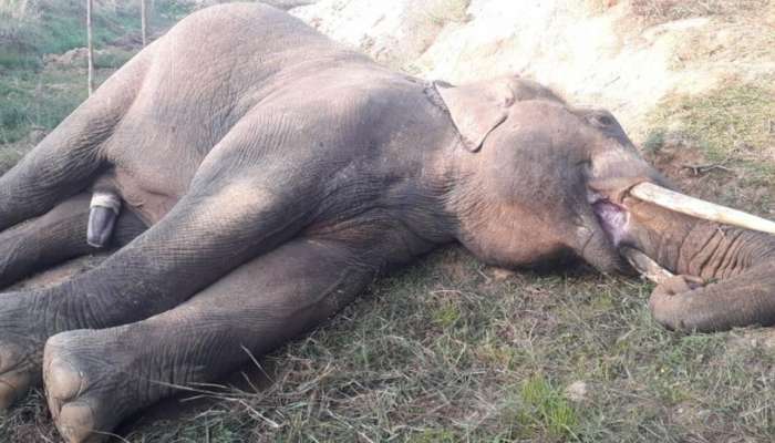 விவசாய வயல்களில் நுழைய முயன்ற காட்டு யானை மின்சாரம் தாக்கி பலியானது! விவசாய வயல்களில் நுழைய முயன்ற காட்டு யானை மின்சாரம் தாக்கி பலியானது!