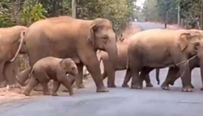 தனது குடும்பத்துடன் சாலையைக் கடக்கும் யானை குட்டிகள்: வீடியோ..! title=