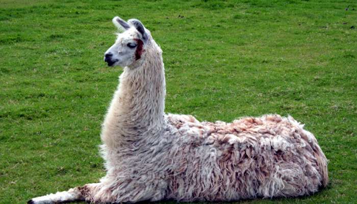 Lamas News In Tamil Latest Lamas News Photos Videos Zee News Tamil
