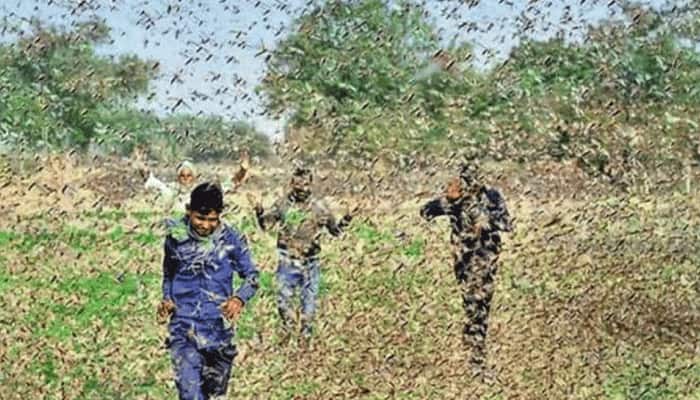 Bombay Locust News in Tamil, Latest Bombay Locust news, photos ...