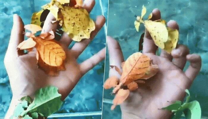 வண்ணமயமான இலை பூச்சிகளின் Viral Video... வியக்க வைக்கும் உண்மைகள் வண்ணமயமான இலை பூச்சிகளின் Viral Video... வியக்க வைக்கும் உண்மைகள்