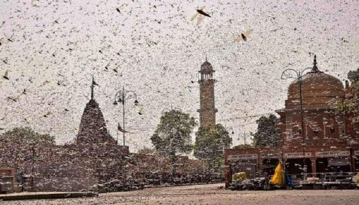 வெட்டுக்கிளி தாக்குதலுக்கு எதிராக அரசு ஏன் "சக்திவாய்ந்தஆயுதம்" பயன்படுத்தவில்லை? title=