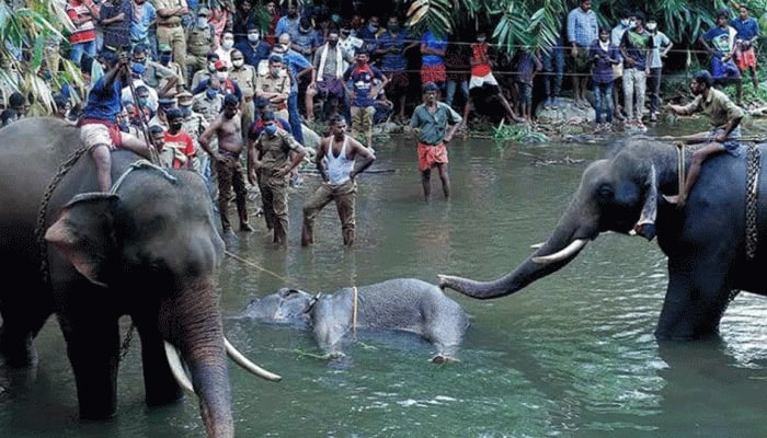 கேரள யானை மரணம் ஒரு விபத்தாக இருக்கலாம்: சுற்றுச்சூழல் அமைச்சகம்