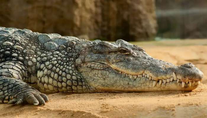 ஒடிசா மாநிலத்தின் மல்கன்கிரியில் முதலை தாக்குதலில் உயிரிழந்த சிறுவன்...!!! ஒடிசா மாநிலத்தின் மல்கன்கிரியில் முதலை தாக்குதலில் உயிரிழந்த சிறுவன்...!!!