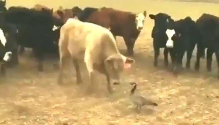 காளை மாட்டுடன் சண்டையிடும் குட்டி வாத்து; வைரலாகும் வீடியோ... காளை மாட்டுடன் சண்டையிடும் குட்டி வாத்து; வைரலாகும் வீடியோ...