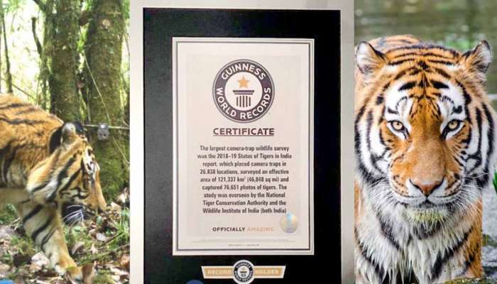 New Guinness Record: இந்தியாவில் புலிகளின் எண்ணிக்கை அதிகரிப்பு 