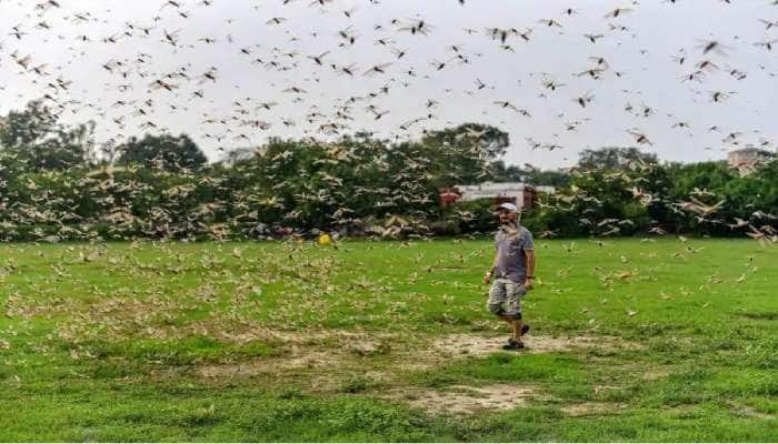  ஹரியாணாவில் வெட்டுக்கிளிகள் தாக்குதல் மிகத் தீவிரமாக இருக்கும் என எச்சரிக்கை..!!!