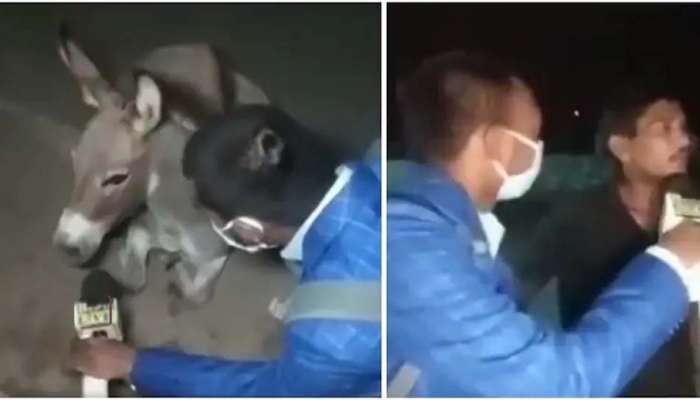 WATCH: நீங்கள் ஏன் முகமூடி அணியவில்லை... என கழுதையிடம் கேட்ட நிருபர்...! WATCH: நீங்கள் ஏன் முகமூடி அணியவில்லை... என கழுதையிடம் கேட்ட நிருபர்...!