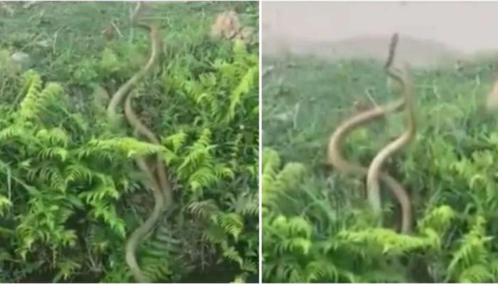 WATCH: இணையவாசிகளை கவர்ந்த பாம்பின் ரொமான்ஸ் வீடியோ..! WATCH: இணையவாசிகளை கவர்ந்த பாம்பின் ரொமான்ஸ் வீடியோ..!