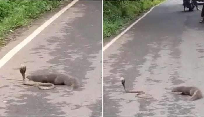 Watch: பாம்புக்கும் கீரிப்பிள்ளைக்கும் சண்டை.... சாம்பியன் பட்டம் வென்றது யார்...! title=