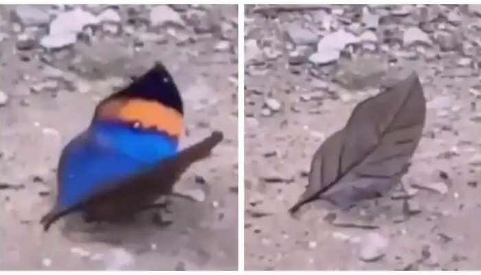 Viral Video: இலையை போன்ற இறக்கை கொண்ட அபூர்வா பட்டாம்பூச்சி..!