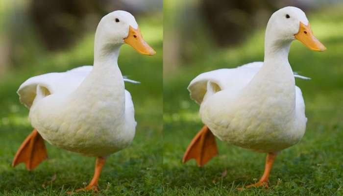 Viral Duck Video: உடற்தகுதியை மேம்படுத்த fitness Exercise செய்யும் வாத்து! title=